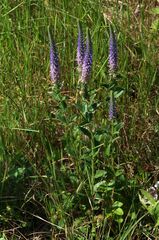 Veronica orchidea