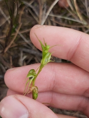Pterostylis daintreana