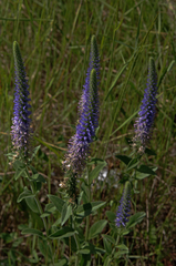 Veronica orchidea
