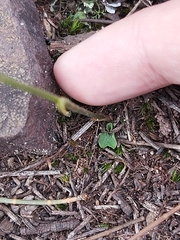 Pterostylis daintreana