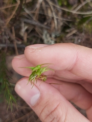 Pterostylis daintreana