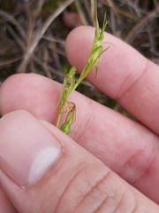 Pterostylis daintreana