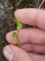 Pterostylis daintreana