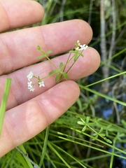 Galium labradoricum