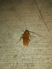 Shelfordella lateralis