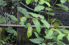 Bronchocela