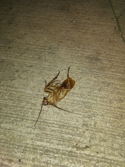 Shelfordella lateralis