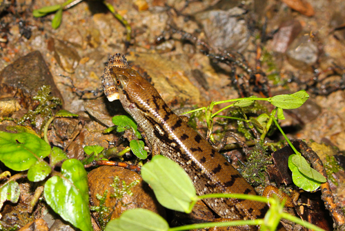 Beccari's Keeled Skink, Tropidophorus beccarii