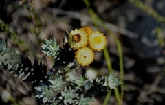 Achyranthemum mucronatum