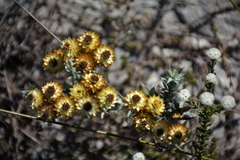 Achyranthemum mucronatum