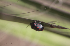 Pachycoris klugii