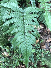 Diplazium mettenianum