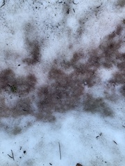 Chlamydomonas nivalis