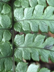Diplazium mettenianum