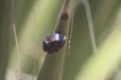 Pachycoris klugii