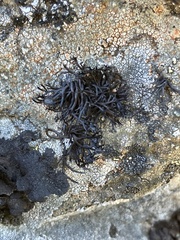 Cornicularia normoerica