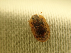 Lobiopa undulata