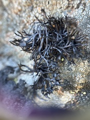 Cornicularia normoerica