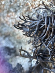 Cornicularia normoerica