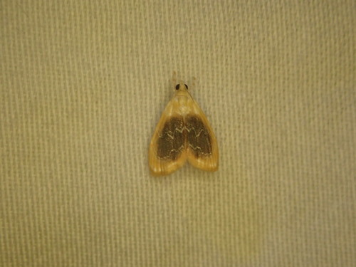 Black-patched Glaphyria Moth photo 5