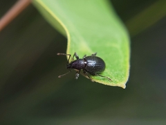 Otiorhynchus meridionalis