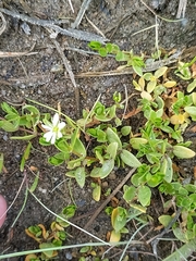 Stellaria humifusa