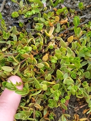 Stellaria humifusa