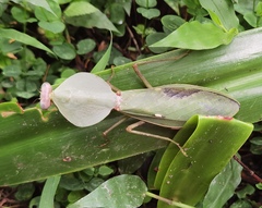 Rhombodera latipronotum