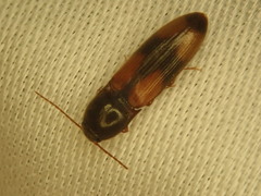 Horistonotus curiatus