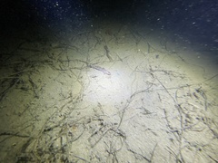 Lepidogobius lepidus