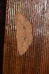 Cosymbiini