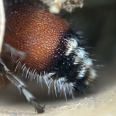Dasymutilla creon