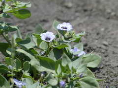 Nolana humifusa