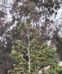 Platycercus adscitus