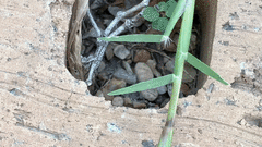 Dasymutilla creon