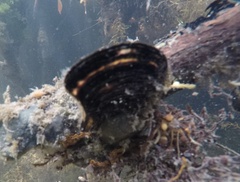 Isognomon alatus