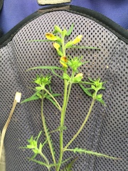 Pedicularis labradorica