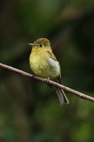 Yellowish Flycatcher (Empidonax flavescens)