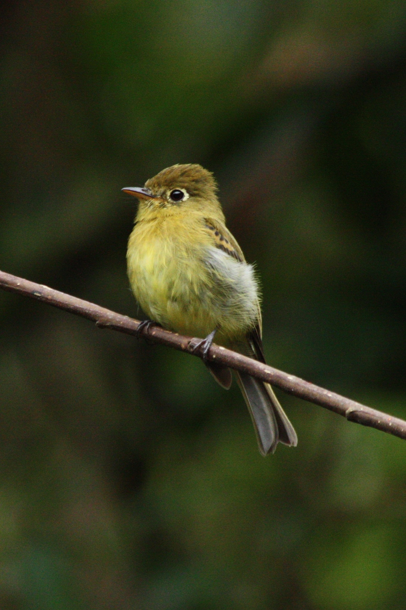 Yellowish Flycatcher illustration