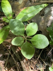 Polygaloides paucifolia