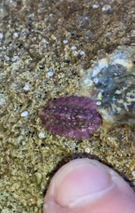 Onithochiton neglectus