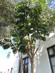 Heptapleurum arboricola