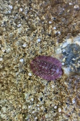 Onithochiton neglectus