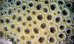 Leptastrea transversa