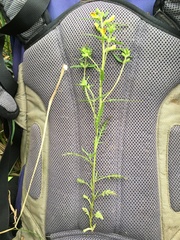 Pedicularis labradorica