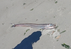 Alepisaurus