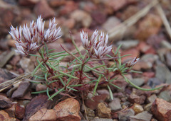Polycarpaea spirostylis