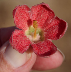 Brachychiton chillagoensis