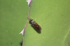Hermetia lativentris