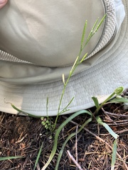 Cardamine oligosperma